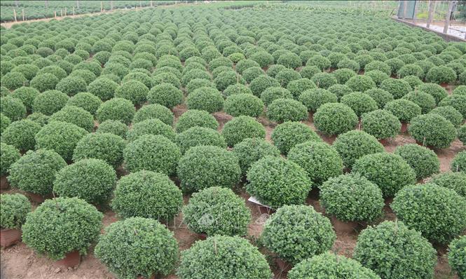 Diện tích trồng hoa tại xã Vũ Chính (Thái Bình). Ảnh: Thu Hoài - TTXVN
