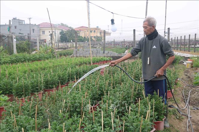 Nông dân xã Vũ Chính (thành phố Thái Bình) chăm sóc hoa phục vụ dịp Tết. Ảnh: Thu Hoài - TTXVN