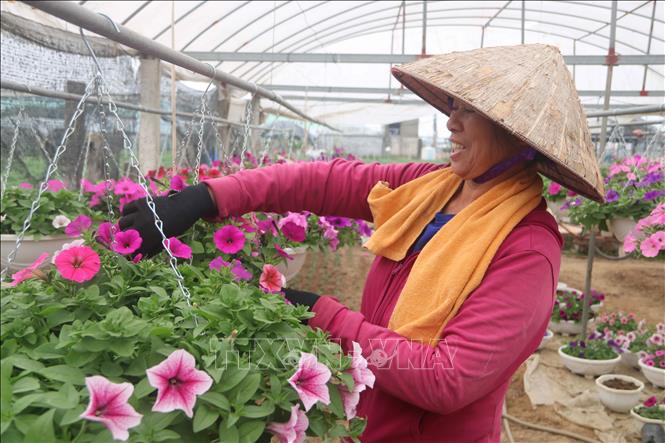 Nông dân xã Vũ Chính (thành phố Thái Bình) chăm sóc hoa phục vụ dịp Tết nguyên đán. Ảnh: Thu Hoài - TTXVN