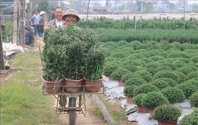 Nông dân xã Vũ Chính (thành phố Thái Bình) phấn khởi vì vụ hoa năm nay được giá. Ảnh: Thu Hoài - TTXVN