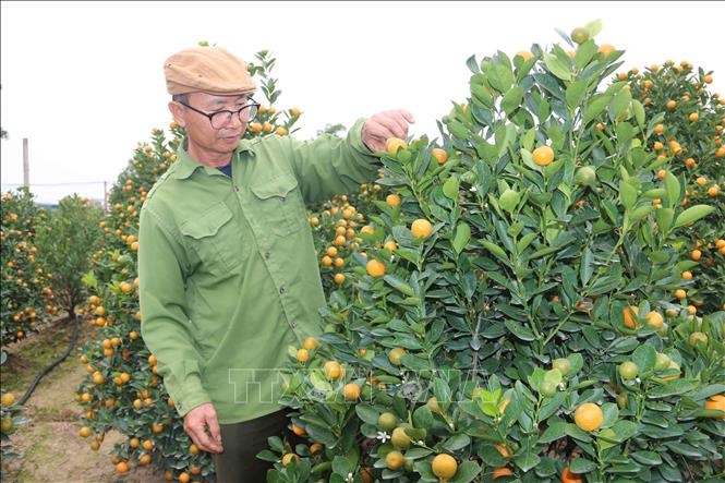 Nông dân xã Đông Hòa (thành phố Thái Bình) chăm sóc quất cảnh chuẩn bị cho dịp Tết. Ảnh: Thu Hoài - TTXVN
