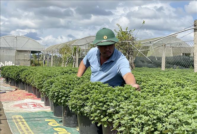 Farmers take care of chrysanthemums in time for Tet. VNA Photo: Thanh Thuỷ