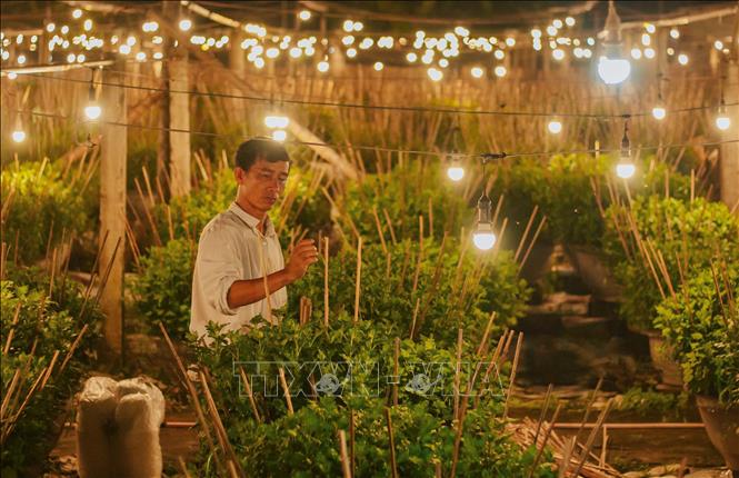 A chrysanthemum flower garden is lit up at night. VNA Photo: Thanh Thuỷ