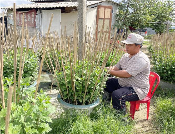 A horticulturalist fixing large chrysanthemum flowers with bamboo sticks. VNA Photo: Thanh Thuỷ