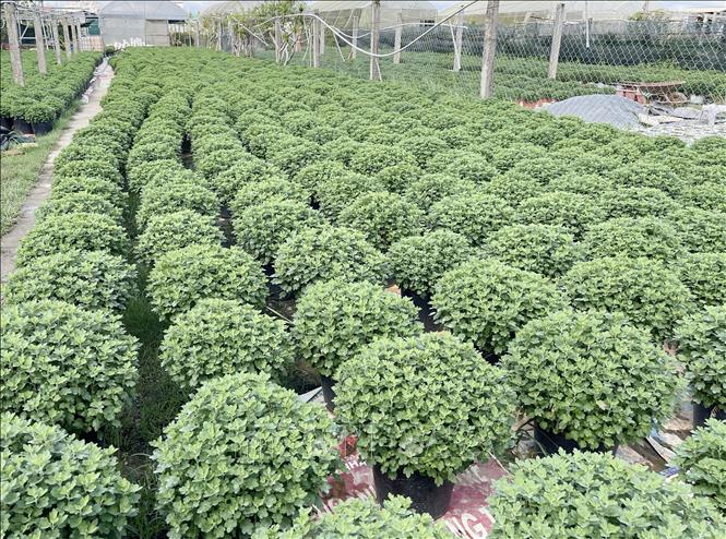 Hundreds of chrysanthemum pots are ready for the 2025 Tet holiday season. VNA Photo: Thanh Thuỷ
