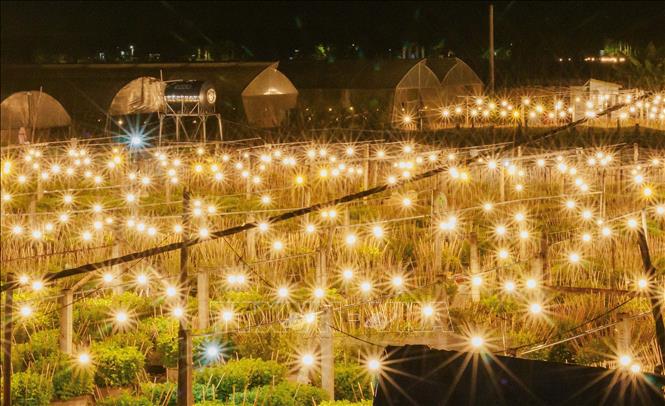 A chrysanthemum garden at night. VNA Photo: Thanh Thuỷ