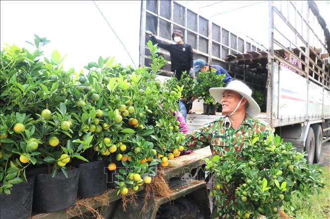 Thương lái thu mua quất cảnh mini. Ảnh: Tường Quân - TTXVN