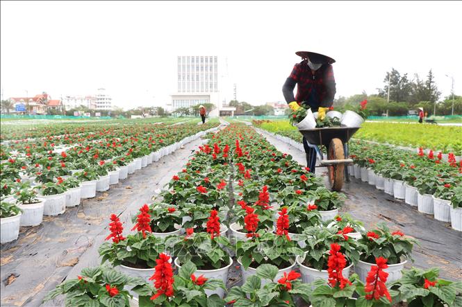 Nông dân chăm sóc các loại hoa trồng trong chậu để bán trong dịp Tết Nguyên đán. Ảnh: Tường Quân - TTXVN
