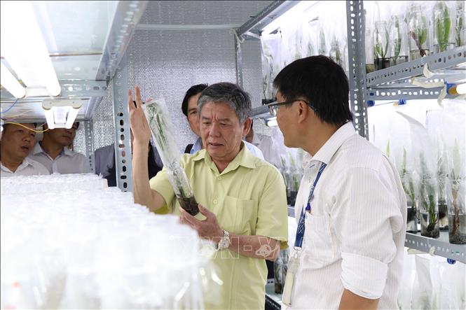 Secretary of Tra Vinh province’s Party Committee Ngo Chi Cuong learns about the process of producing tissue-cultured wax coconut trees. VNA Photo: Thanh Hòa 