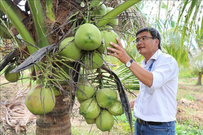 Mr. Nguyen Ngoc Trai, Acting Director of the Center for Applied Biology (Faculty of Agriculture and Aquaculture, Tra Vinh University), checks on the growth of tissue-cultured wax coconut trees. VNA Photo: Thanh Hòa