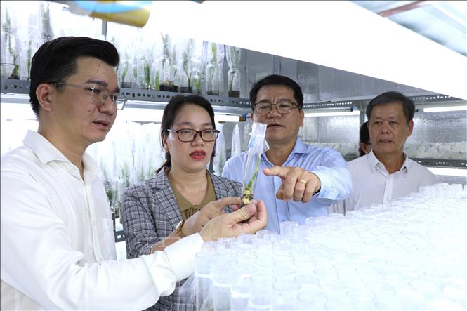 Vice Rector of Tra Vinh University Phan Quoc Nghia introduces the tissue-cultured technology for wax coconuts to leaders of Tra Vinh province. VNA Photo: Thanh Hòa 