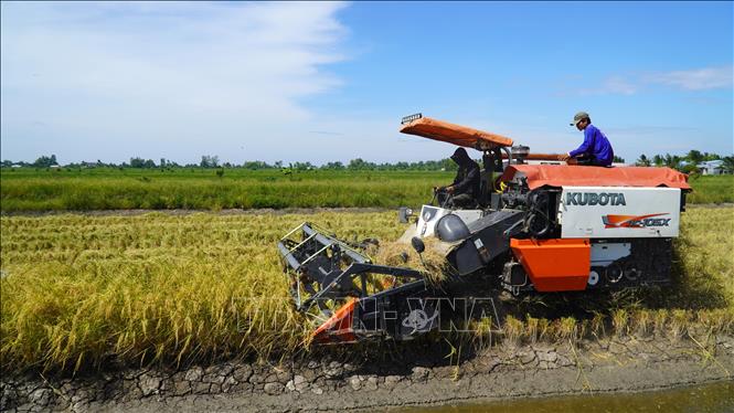 Máy gặt đập liên hợp thu hoạch lúa ở xã Đông Hòa, huyện An Minh (Kiên Giang). Ảnh: Văn Sĩ - TTXVN                               