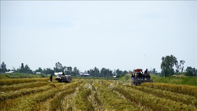 Nông dân vùng sản xuất kết hợp lúa-tôm xã Đông Hòa, huyện An Minh (Kiên Giang) thu hoạch lúa. Ảnh: Văn Sĩ - TTXVN                                    