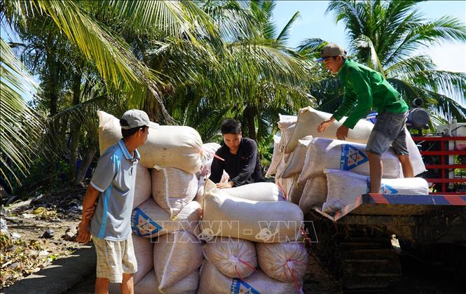 Gia đình ông Lê Nam tại xã Đông Hòa (An Minh, Kiên Giang) thu hoạch lúa đạt năng suất 600kg/công 1000m2, sau khi trừ chi phí, lợi nhuận đạt khoảng 3,8 triệu đồng/công. Ảnh: Văn Sĩ - TTXVN                                         