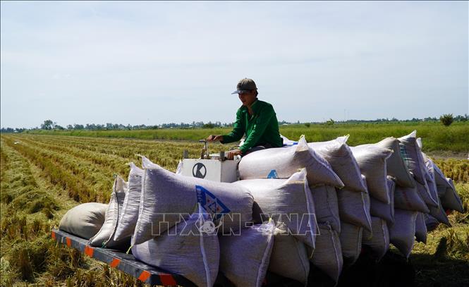 Nông dân vùng sản xuất kết hợp lúa-tôm tỉnh Kiên Giang thu hoạch lúa. Ảnh: Văn Sĩ - TTXVN                                           