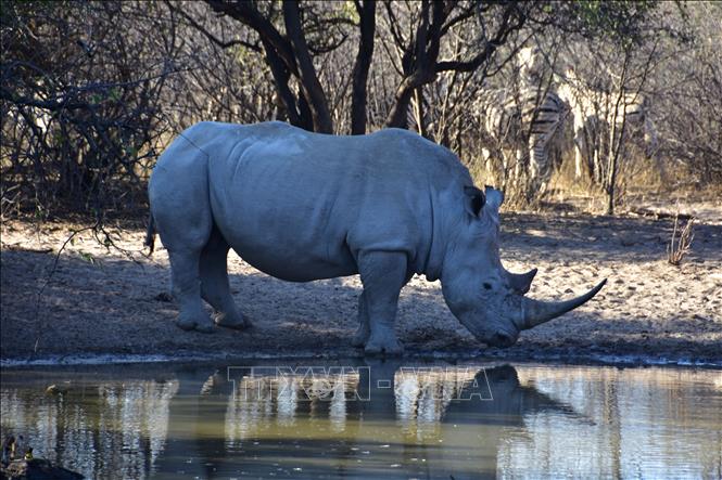 (Tư liệu) Tê giác trắng tại khu bảo tồn tê giác ở Serowe, Botswana, ngày 27/8/2023. Ảnh: THX/TTXVN