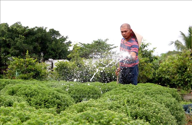 Anh Trần Hữu Minh (thị trấn Cái Nhum, huyện Mang Thít) chăm sóc hoa vụ Tết. Ảnh: Lê Thúy Hằng - TTXVN