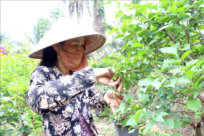 Nhà vườn cắt tỉa hoa giấy chuẩn bị cho chợ hoa xuân. Ảnh: Lê Thúy Hằng – TTXVN