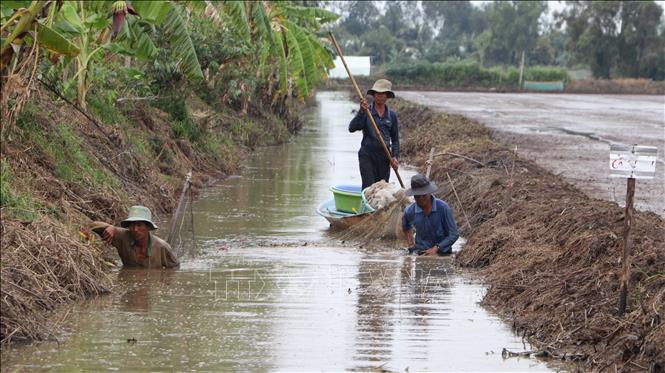 Nông dân xã Hòa An, huyện Phụng Hiệp (Hậu Giang) thu hoạch cá ruộng. Ảnh: Hồng Thái - TTXVN