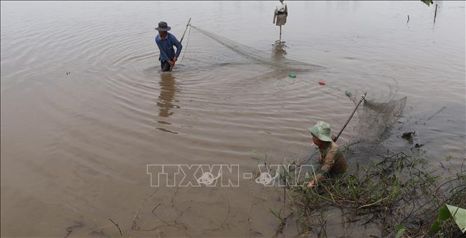 Nông dân xã Hòa An, huyện Phụng Hiệp (Hậu Giang) thu hoạch cá ruộng. Ảnh: Hồng Thái - TTXVN