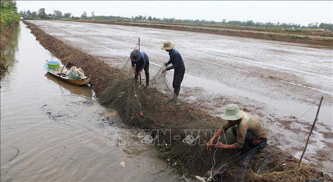 Nông dân xã Hòa An, huyện Phụng Hiệp (Hậu Giang) thu hoạch cá ruộng. Ảnh: Hồng Thái - TTXVN
