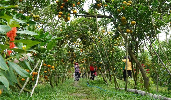 Khách tham quan vườn quýt hồng Hai Kiệt ở xã Long Hậu, huyện Lai Vung (Đồng Tháp). Ảnh: Nhựt An - TTXVN