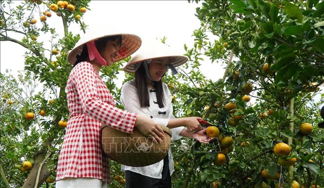Du khách trải nghiệm thu hoạch quýt hồng Lai Vung. Ảnh: Nhựt An - TTXVN