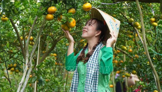 Du khách tham quan vườn quýt hồng ở huyện Lai Vung (Đồng Tháp). Ảnh: Nhựt An - TTXVN