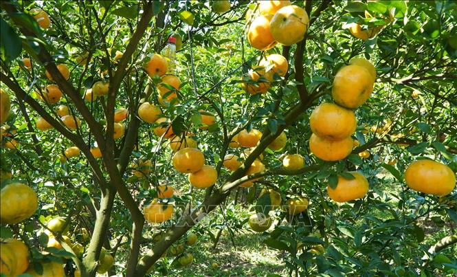 Vườn quýt hồng ở huyện Lai Vung (Đồng Tháp) đã bắt đầu chín vàng, thu hút khách tham quan. Ảnh: Nhựt An - TTXVN