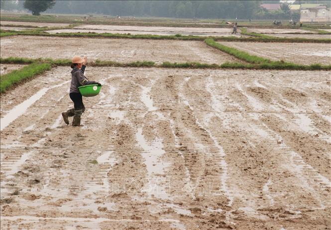 Người dân phường Đông Lương, thành phố Đông Hà (Quảng Trị) gieo cấy lúa vụ Đông Xuân 2024 - 2025. Ảnh: Nguyên Lý-TTXVN