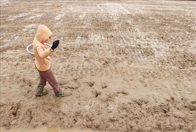 Người dân phường Đông Lương, thành phố Đông Hà (Quảng Trị) gieo cấy lúa vụ Đông Xuân 2024 - 2025. Ảnh: Nguyên Lý-TTXVN