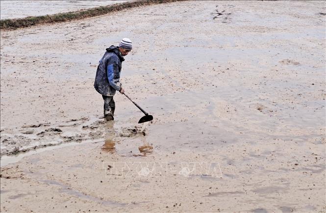 Người dân xã Thanh An, huyện Cam Lộ (Quảng Trị) làm đất để gieo cấy lúa vụ Đông Xuân 2024 - 2025. Ảnh: Nguyên Lý-TTXVN