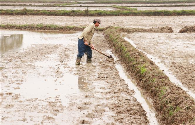 Người dân phường Đông Lương, thành phố Đông Hà (Quảng Trị) làm đất để gieo cấy lúa vụ Đông Xuân 2024 - 2025. Ảnh: Nguyên Lý-TTXVN