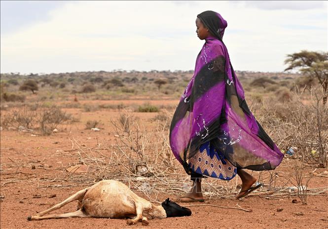 Gia súc chết do hạn hán tại Borena, Ethiopia. Ảnh: Kyodo/TTXVN