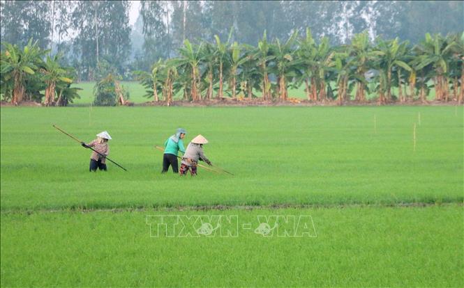 Nông dân xã Vĩnh Chánh, huyện Thoại Sơn (An Giang), chăm sóc trà lúa Đông Xuân 2024-2025. Ảnh: Công Mạo-TTXVN