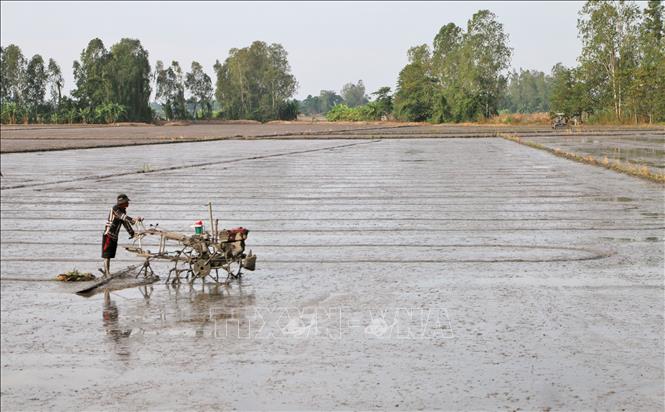 Nông dân xã Vĩnh Trạch, huyện Thoại Sơn (An Giang), trục đất chuẩn bị xuống giống lúa vụ Đông Xuân 2024-2025. Ảnh: Công Mạo-TTXVN
