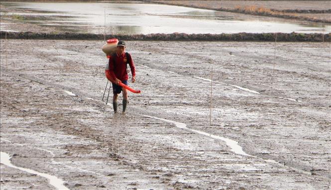 Nông dân xã Vĩnh Trạch, huyện Thoại Sơn (An Giang) sử dụng máy phun hạt để xuống giống lúa vụ Đông Xuân 2024-2025. Ảnh: Công Mạo-TTXVN