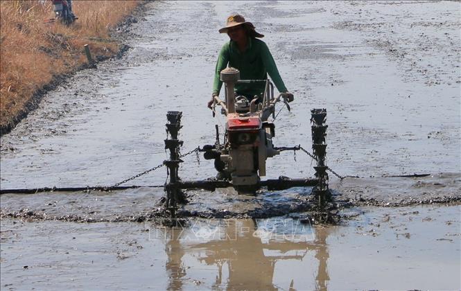 Nông dân xã Vĩnh Trạch, huyện Thoại Sơn (An Giang) trục đất chuẩn bị xuống giống lúa vụ Đông Xuân 2024-2025. Ảnh: Công Mạo-TTXVN
