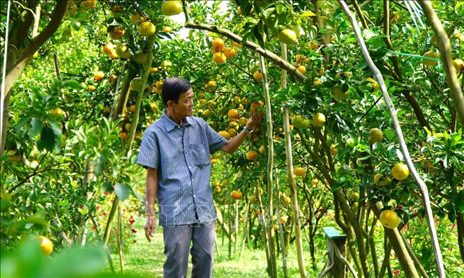 Farmer Doan Anh Kiet cares for his pink mandarin garden, preparing the output to meet the upcoming Tet holiday demand. VNA Photo: Nhựt An