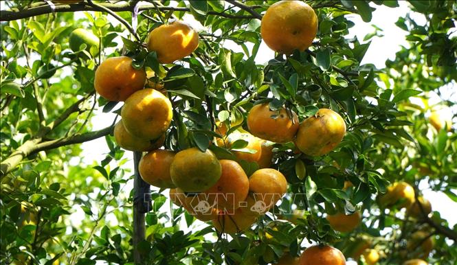 Lai Vung pink mandarins are big and juicy, grown in a garden in Long Hau commune, Lai Vung district. VNA Photo: Nhựt An
