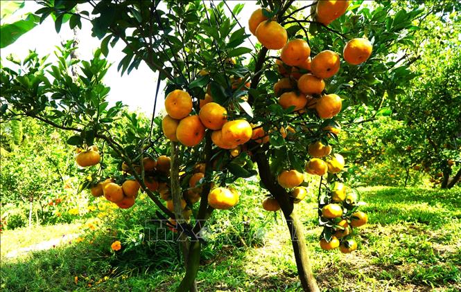 A pink mandarin tree laden with fruits in farmer Doan Anh Kiet’s garden in Long Hau commune, Dong Thap province. VNA Photo: Nhựt An