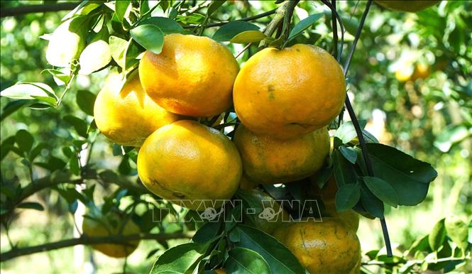 Lai Vung pink mandarins are big and juicy, grown in a garden in Long Hau commune, Lai Vung district. VNA Photo: Nhựt An
