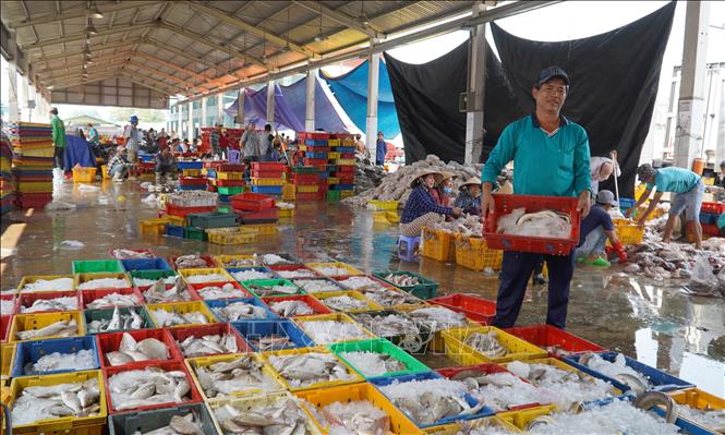 Ngư dân phân loại hải sản tại Cảng cá Tắc Cậu (huyện Châu Thành, tỉnh Kiên Giang). Ảnh: Văn Sĩ - TTXVN                               