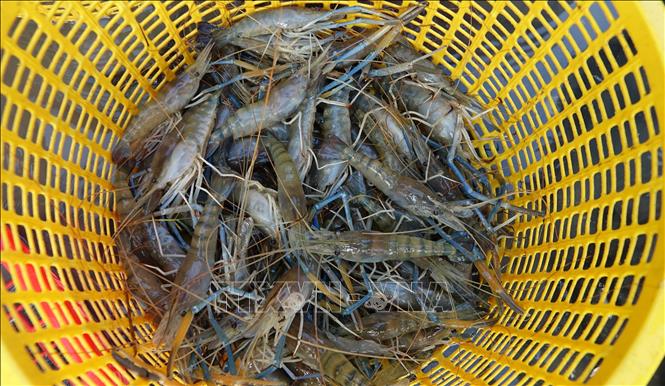 Tôm càng xanh là vật nuôi chủ lực vùng U Minh Thượng của tỉnh Kiên Giang với sản lượng thu hoạch hơn 20.000 tấn mỗi năm. Ảnh: Văn Sĩ - TTXVN                               