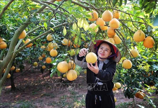 Thu hoạch bưởi tại hộ gia đình ở phường Thanh Hải, thị xã Chũ. Ảnh: Danh Lam -TTXVN 