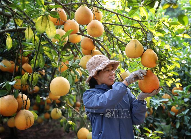 Thu hoạch bưởi tại hộ gia đình ở phường Thanh Hải, thị xã Chũ. Ảnh: Danh Lam -TTXVN 