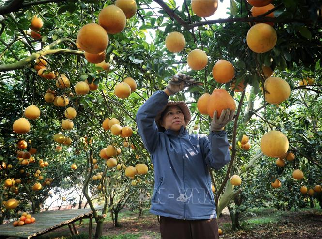  Thu hoạch bưởi tại hộ gia đình ở phường Thanh Hải, thị xã Chũ. Ảnh: Danh Lam -TTXVN 
