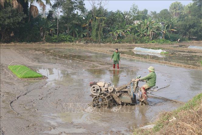 Đưa cơ giới hóa vào sản xuất lúa vụ Xuân để giảm nhân công lao động. Ảnh: Xuân Tiến - TTXVN 