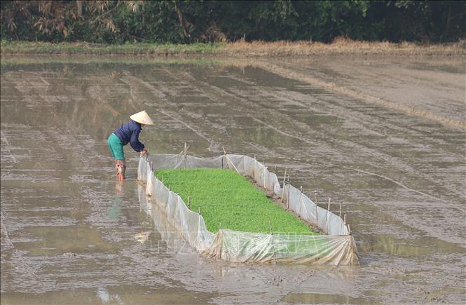 Thời điểm rét đậm trùng với thời gian ra mạ, gieo cấy nên nông dân Nghệ An phải tuân thủ các biện pháp, quy trình chăm sóc nguồn mạ giống. Ảnh: Xuân Tiến - TTXVN 