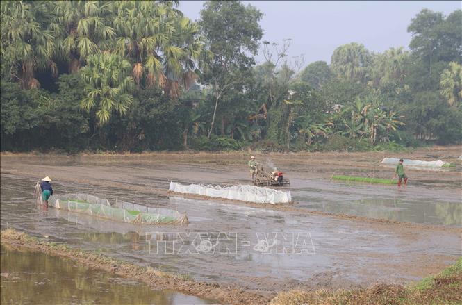 Tranh thủ thời điểm nắng ấm trong ngày, nông dân bám đồng cày bừa làm đất, chăm sóc cây mạ. Ảnh: Xuân Tiến - TTXVN 